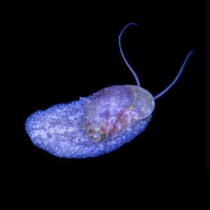 Reef Alchemy: Stomatella