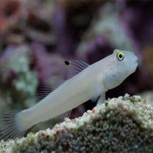 Chalk Goby