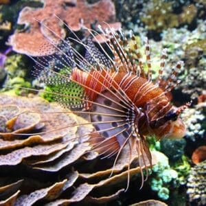 Antennata Lionfish (S)
