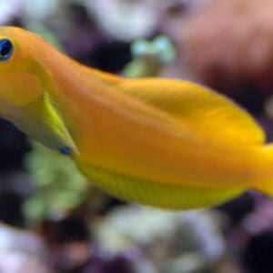 Midas Blenny