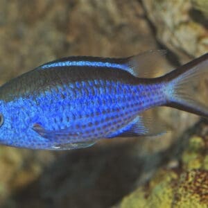 Blue Reef Chromis