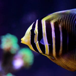 Sailfin Tang- Melanesian