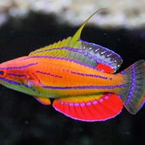 McCosker's Flasher Wrasse