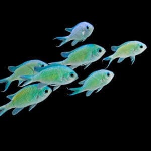 Green chromis