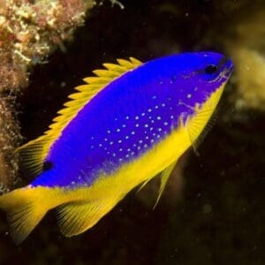 Fijian Blue and Gold Damsel