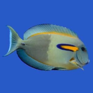 Orange Shoulder Tang