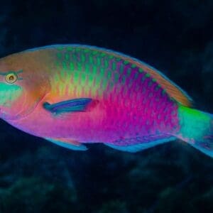 Quoyi Parrotfish (The Only Reef Safe Parrotfish)