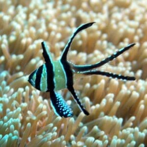 Bangaii Cardinalfish