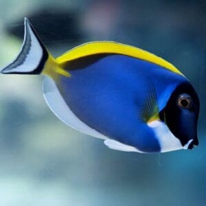 Powder Blue Tang (S)