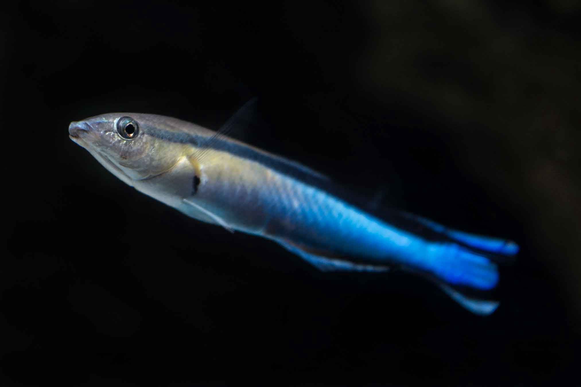 Bluestreak Cleaner Wrasse