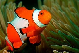 Common Clownfish