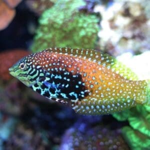 Peacock Wrasse
