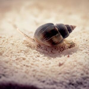 Nassarius Snail