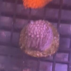 Purple goniopora mini colony
