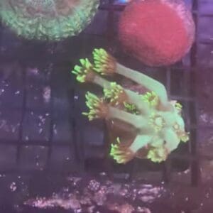 Green goniopora frag