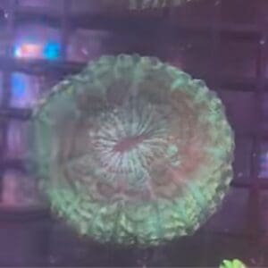 Jade cushion coral (cynarina)