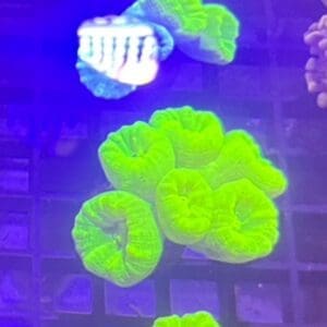 Toxic green candy cane (per head)