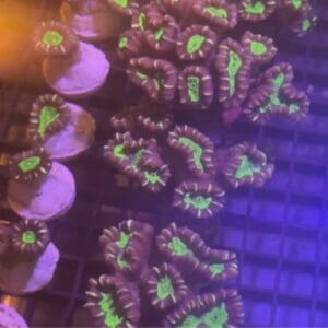 Purple candy cane (per head)