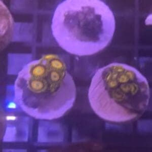 Scrambled egg zoa polyp