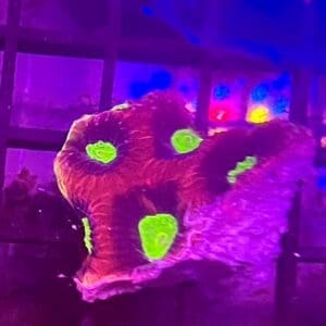 Australian Dragon Soul Favia