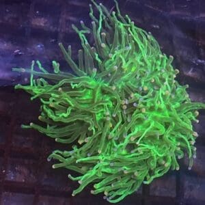 Cotton Candy Torch Colony