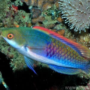 Bluesided Fairy Wrasse