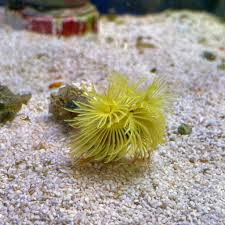 Feather duster Gold/red