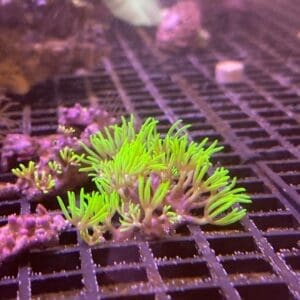 Green star polyp