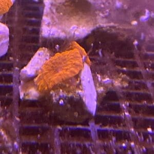 Red cardinal Discosoma