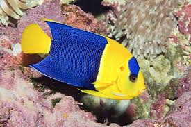 Bi-Colour Angelfish